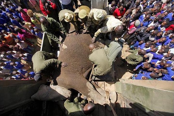 Populations in conflict! The elephant in the crowd... - Click for  story and video links...